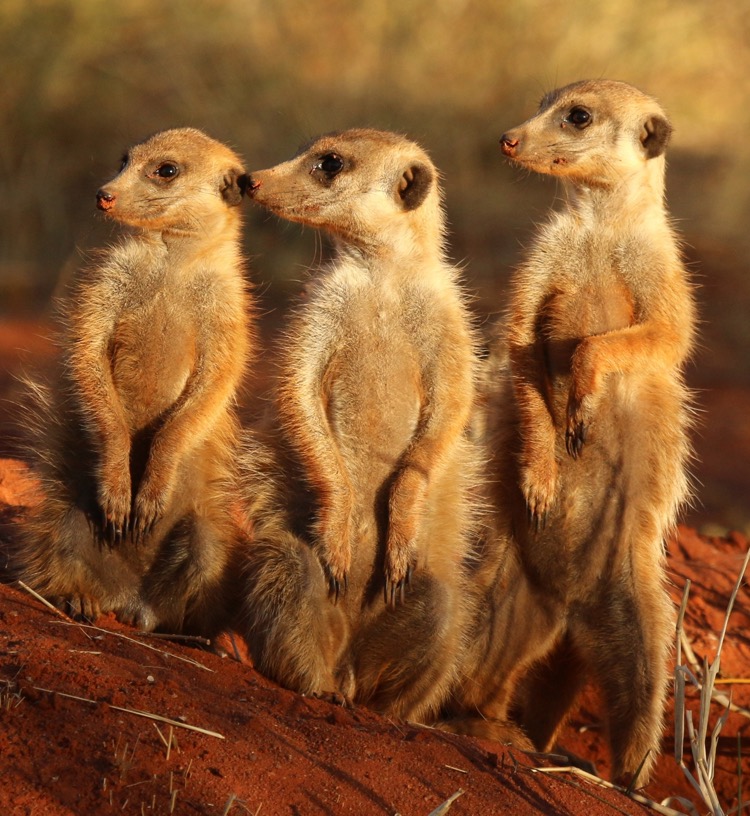 hottestbandatsxswrightnow